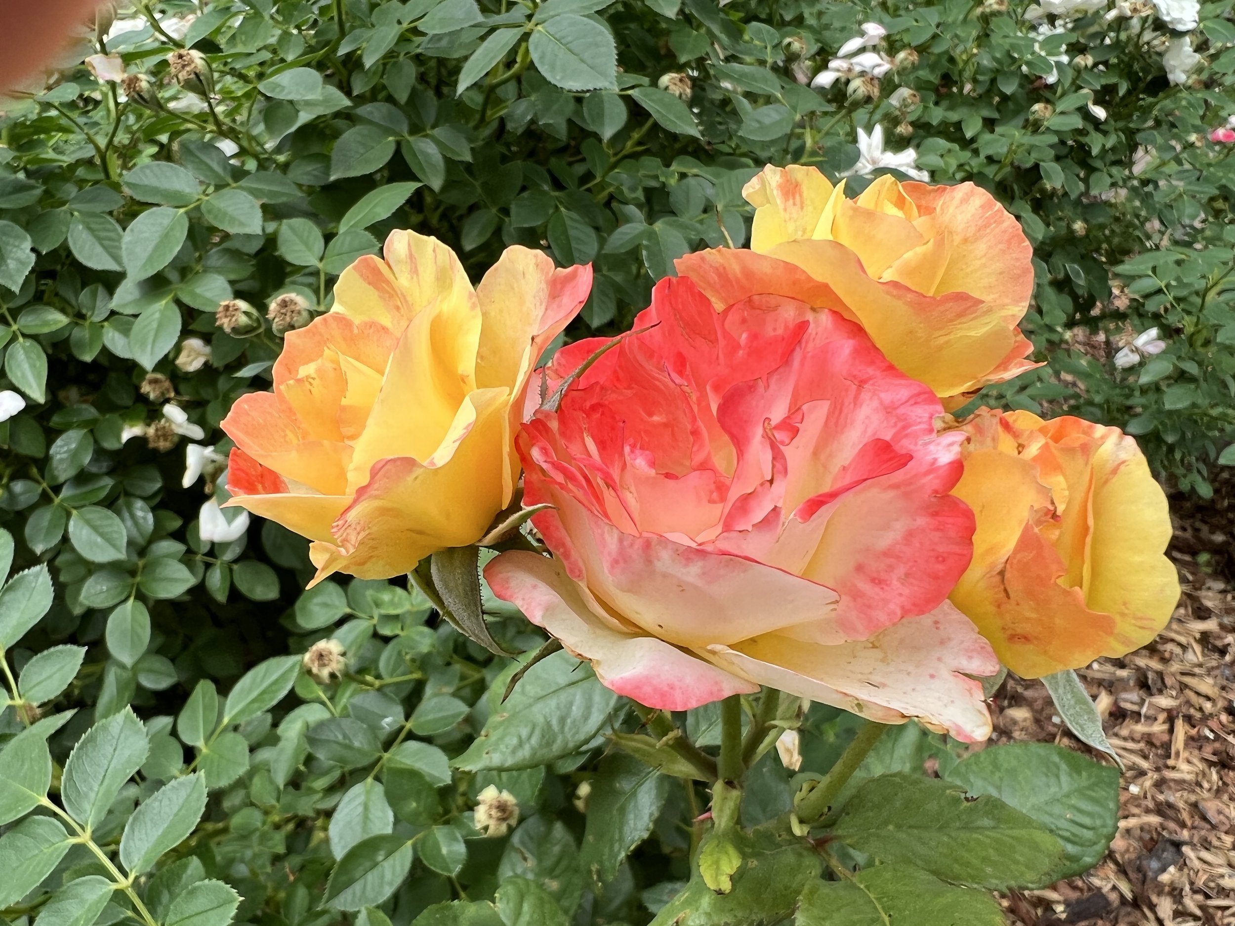Gotta Love Those Roses! — Santa Fe Extension Master Gardeners